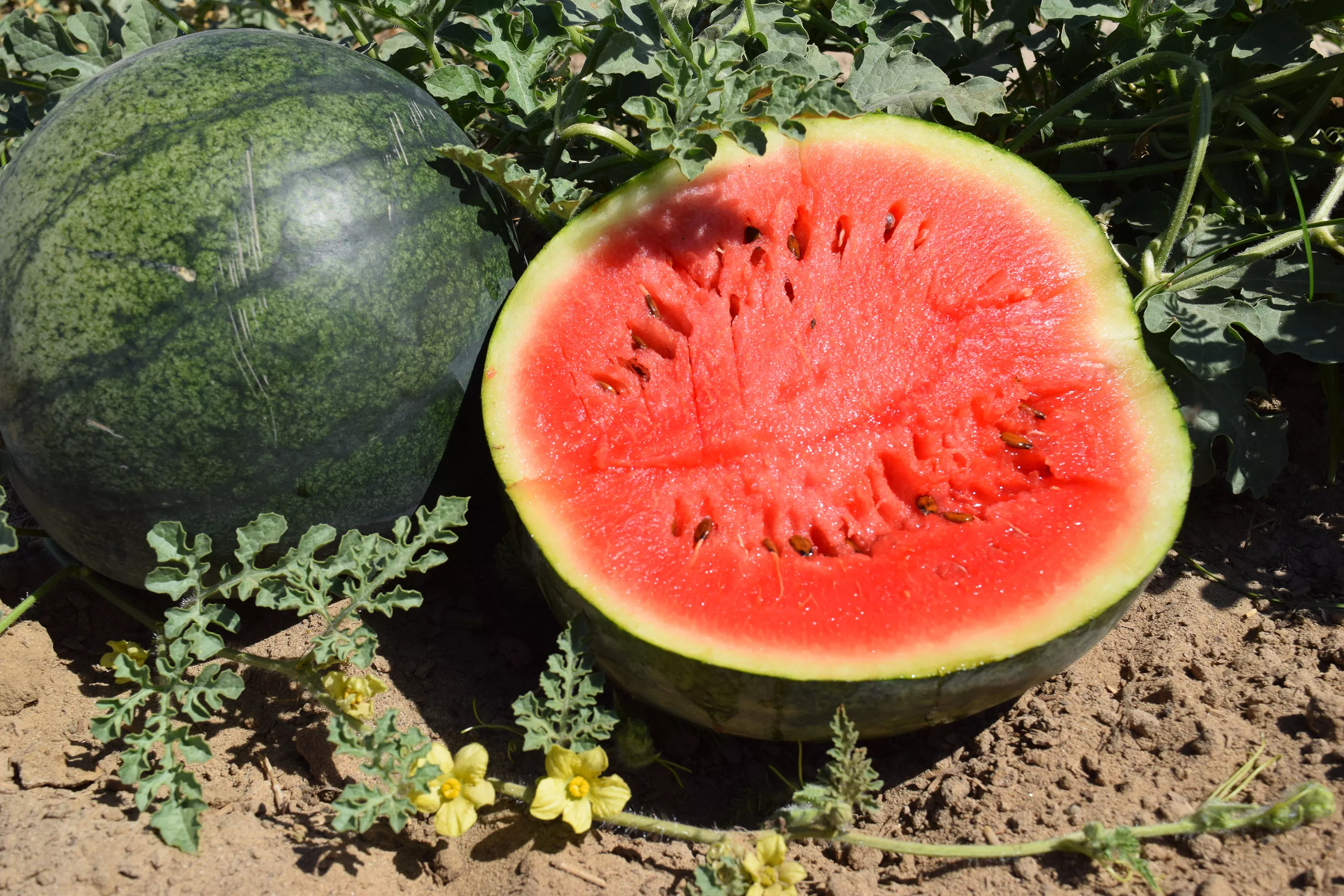 Sugar Baby Watermelon