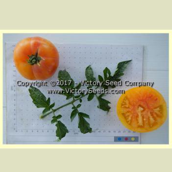 Dwarf Caitydid Tomato
