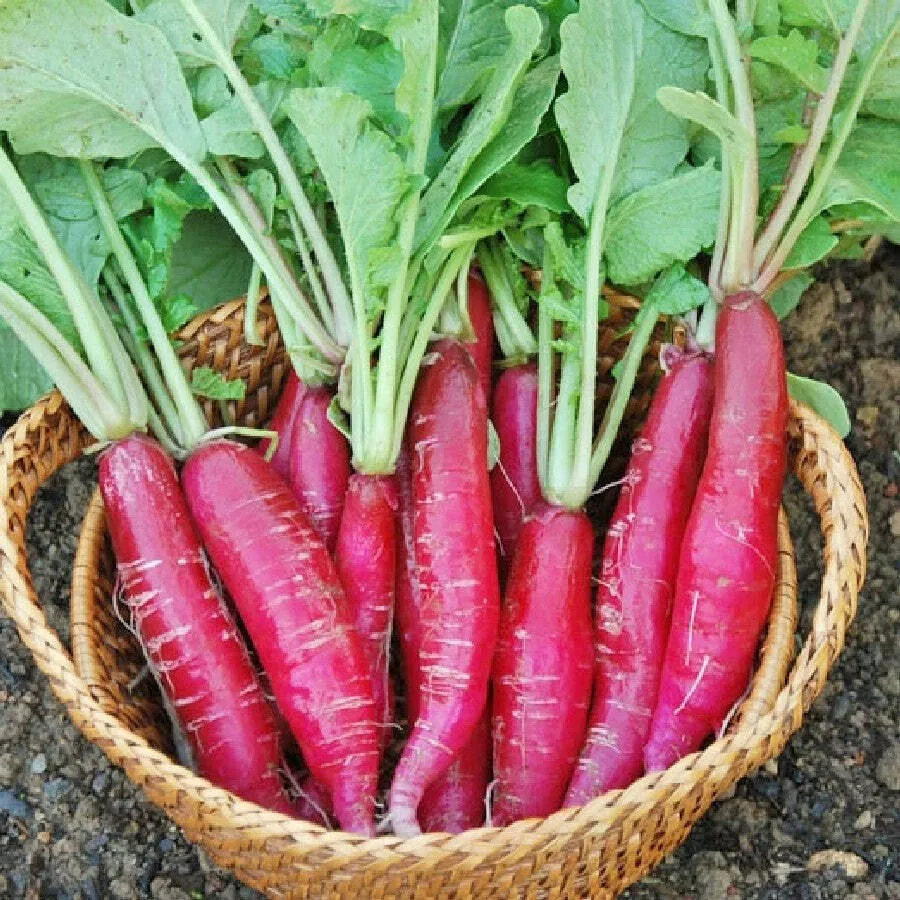 Red Bartender Radish