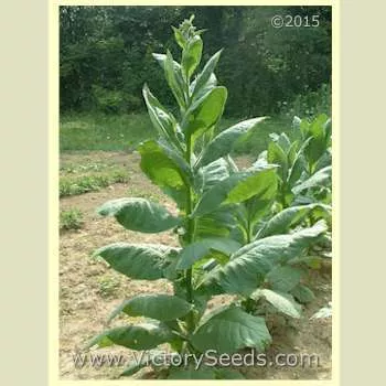 Florida Sumatra Tobacco