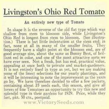 Livingston's Ohio Red Tomato