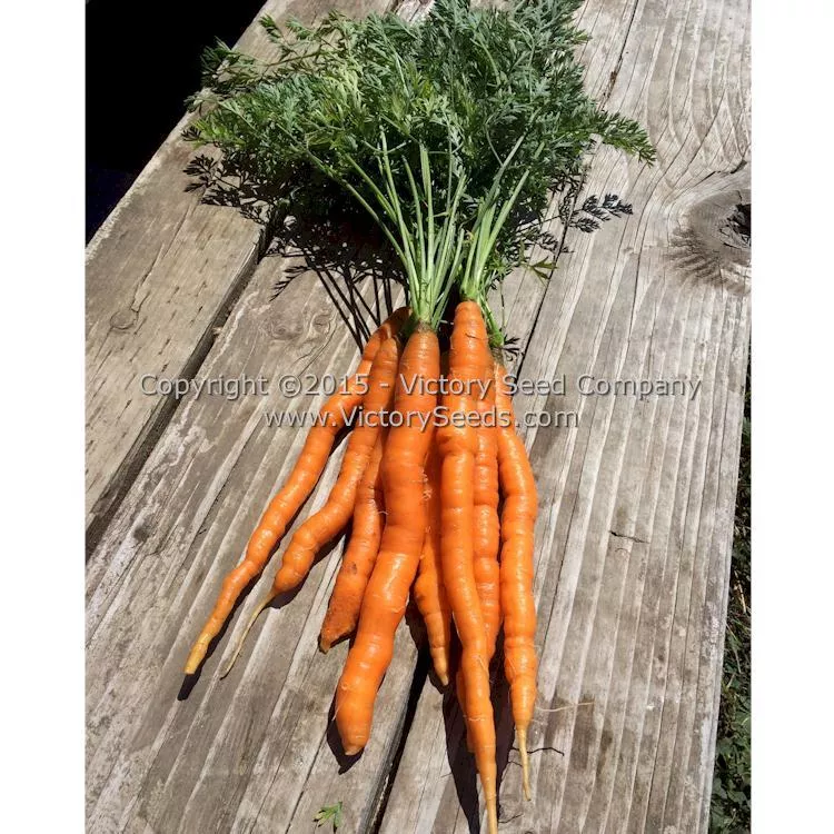 Amsterdam Carrot
