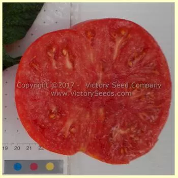 Anna's Kentucky Tomato
