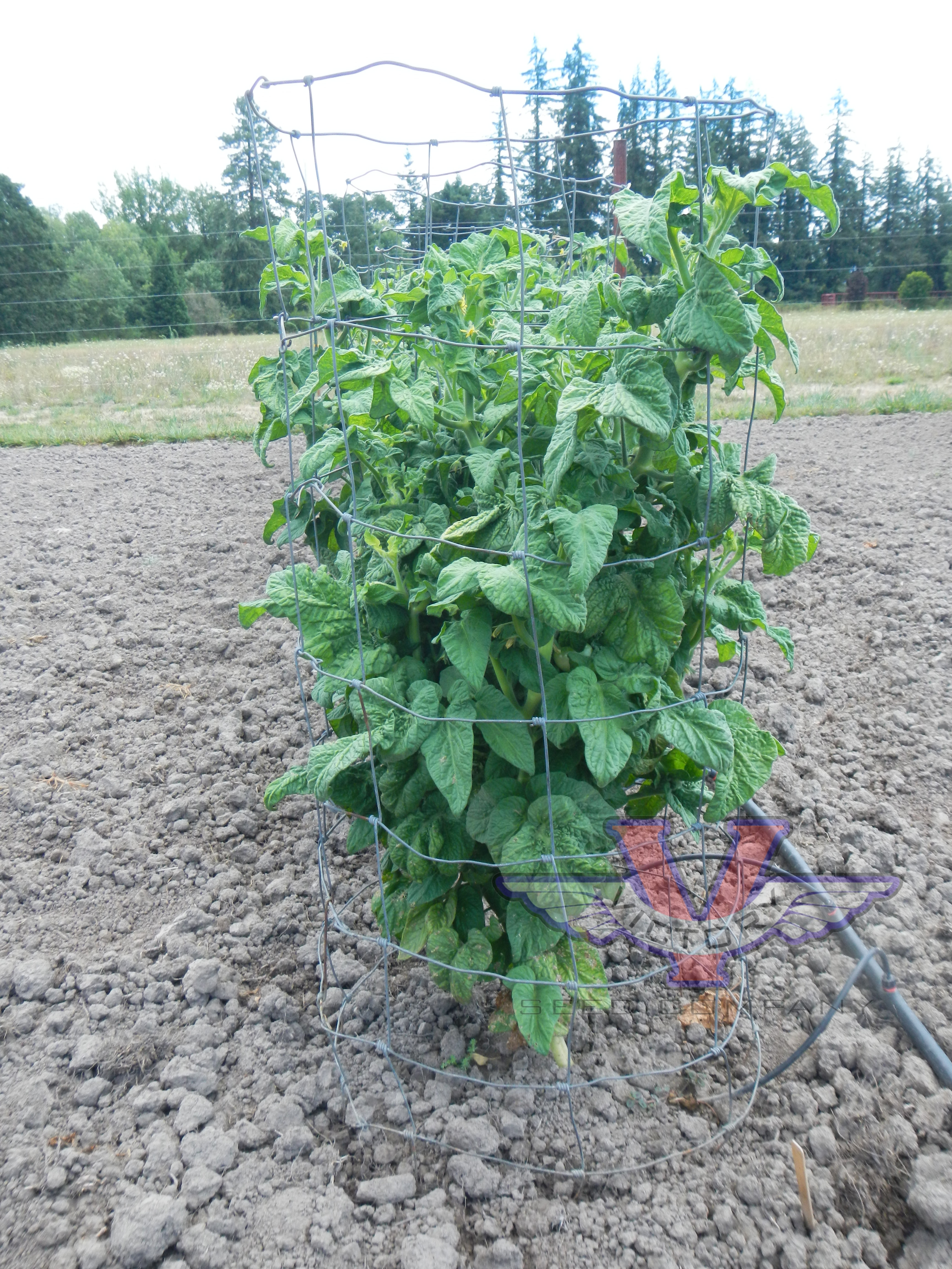 Dwarf Howard's Railroad Tomato