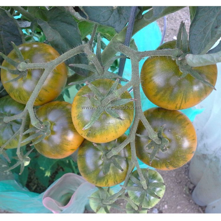 Dwarf Jeremy's Stripes Tomato
