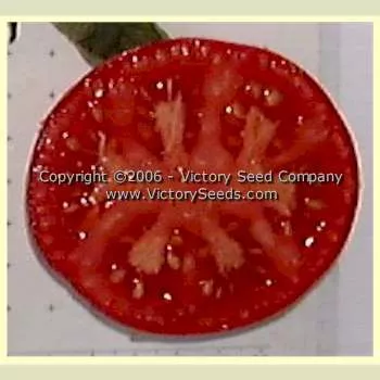 Livingston's Perfection Tomato