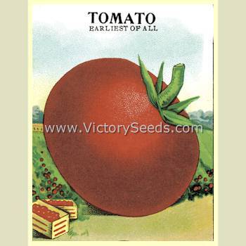 VR Earliest of All Tomato