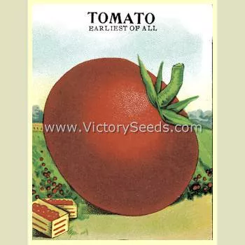 VR Earliest of All Tomato