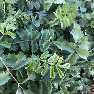 Salad Burnet