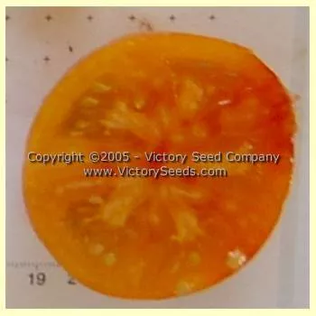 Little Lucky Tomato