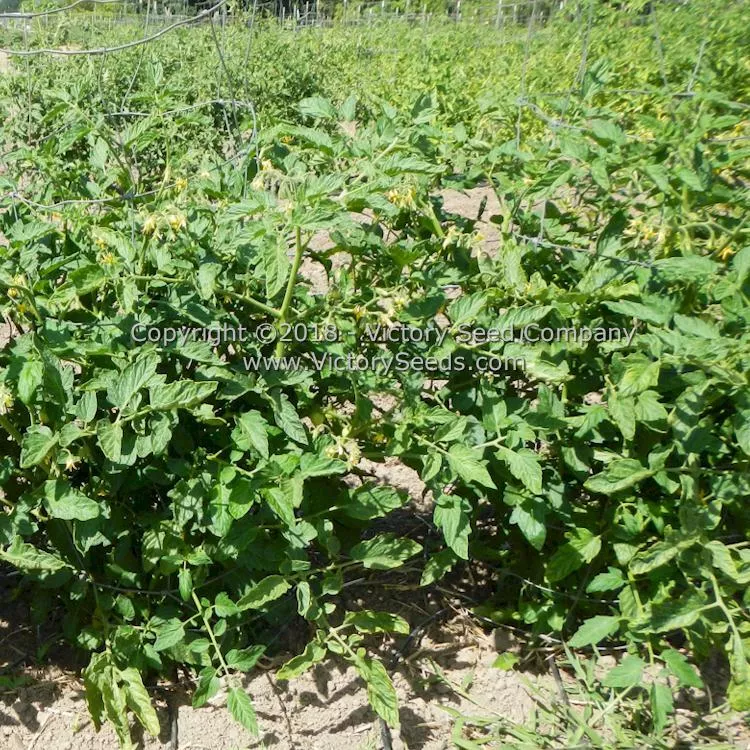 Pearson Tomato