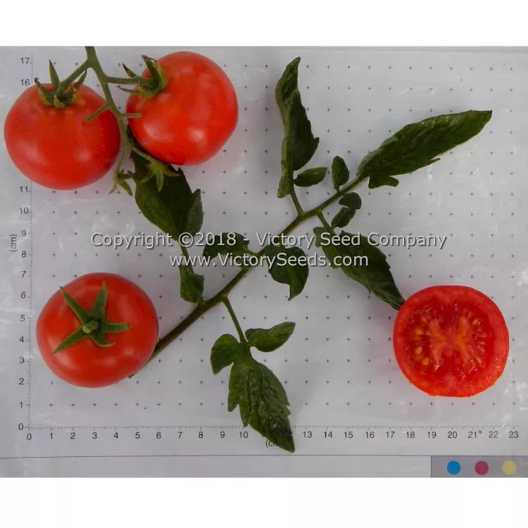 Pearson Tomato