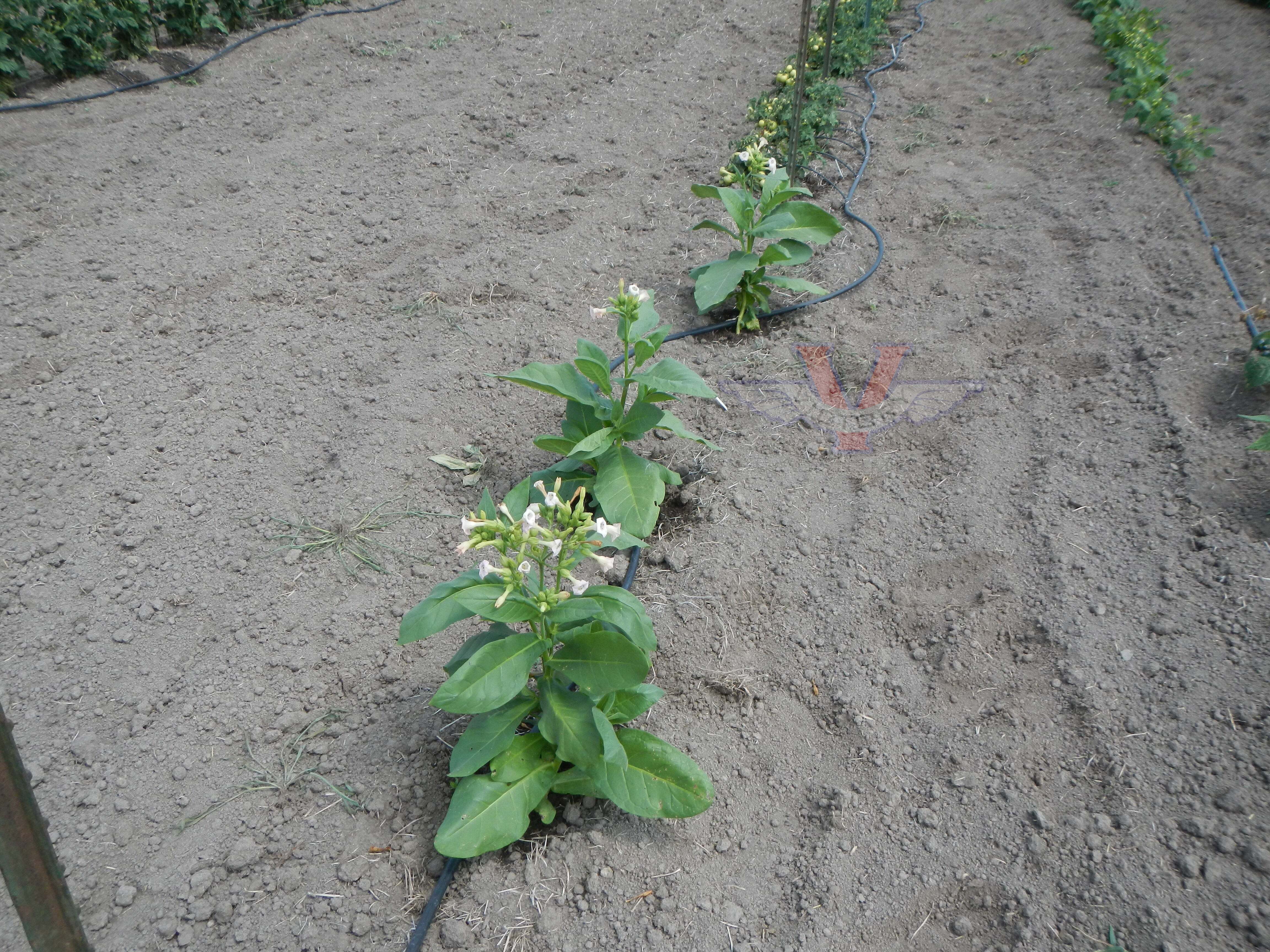 Ahus Tobacco