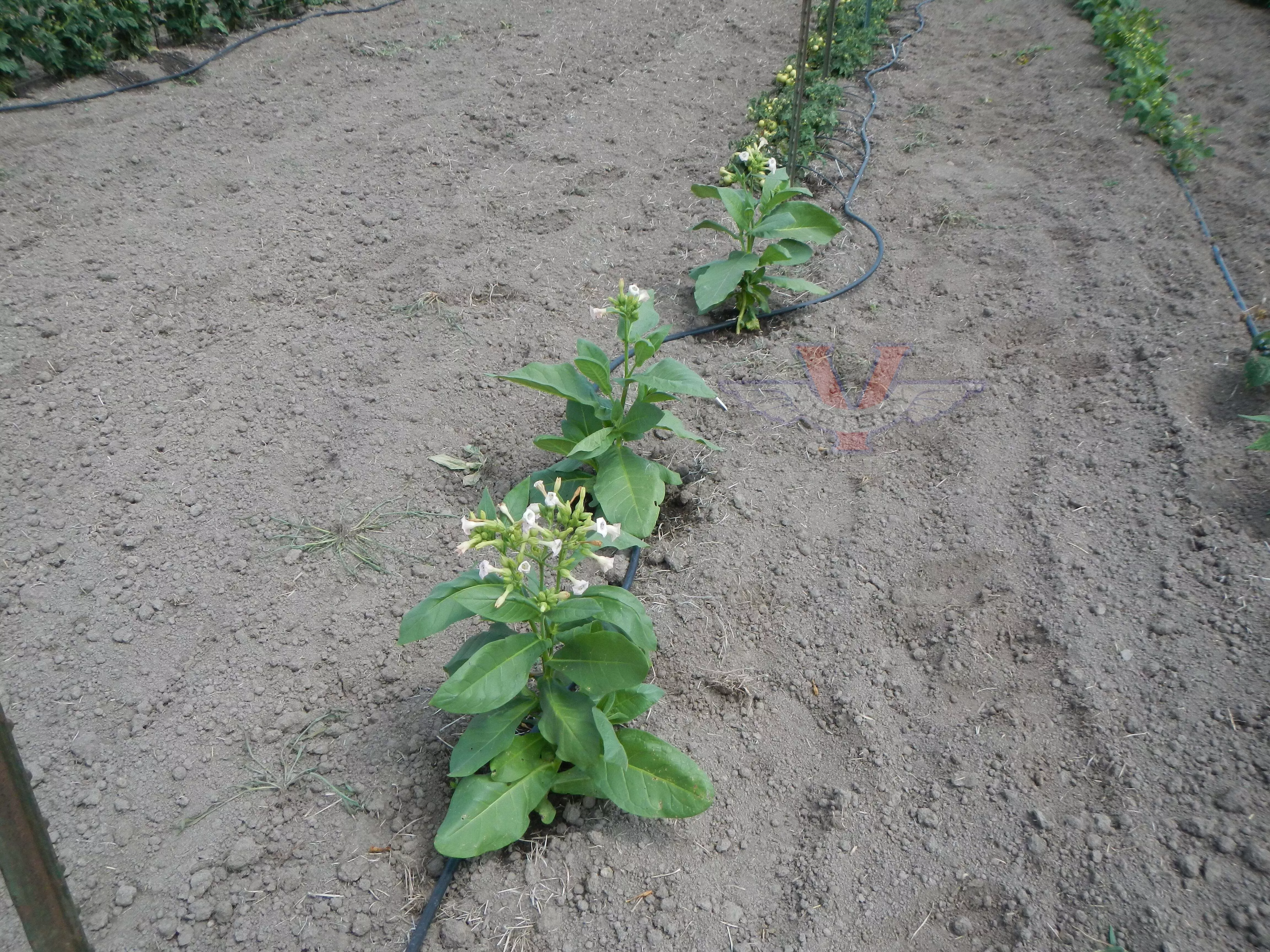 Ahus Tobacco