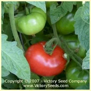 Early Bird Tomato