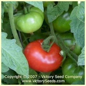 Early Bird Tomato