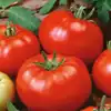 Brandywine, Red - Tomato