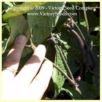 Royal Burgundy Bush Garden Bean