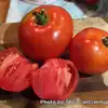 Better Boy F1 Tomato