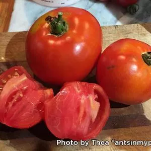 Better Boy F1 Tomato