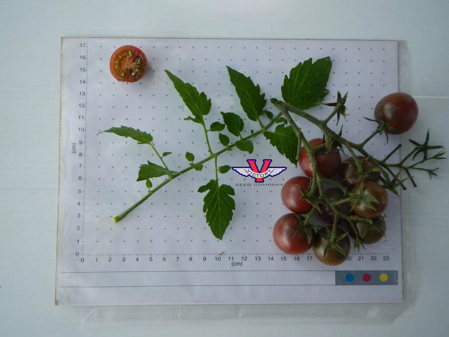 Black Cherry Tomato