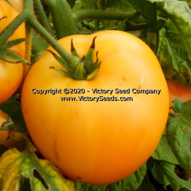 Dwarf Tanager Tomato