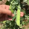 Early Perfection 326 Garden Pea