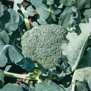 Di Ciccio Broccoli