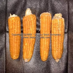 Sunshine Sweet Corn