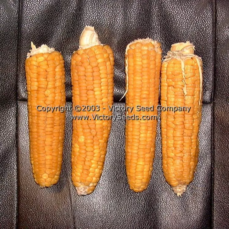 Sunshine Sweet Corn