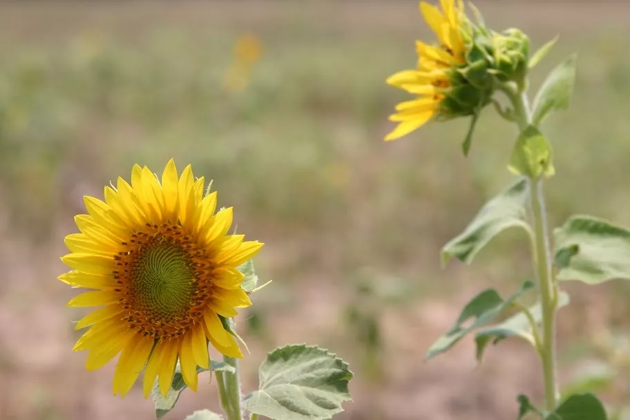 Black Oil Sunflower