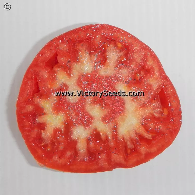 Bethel Bounty Tomato