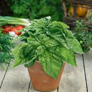 Basil, Lettuce Leaf