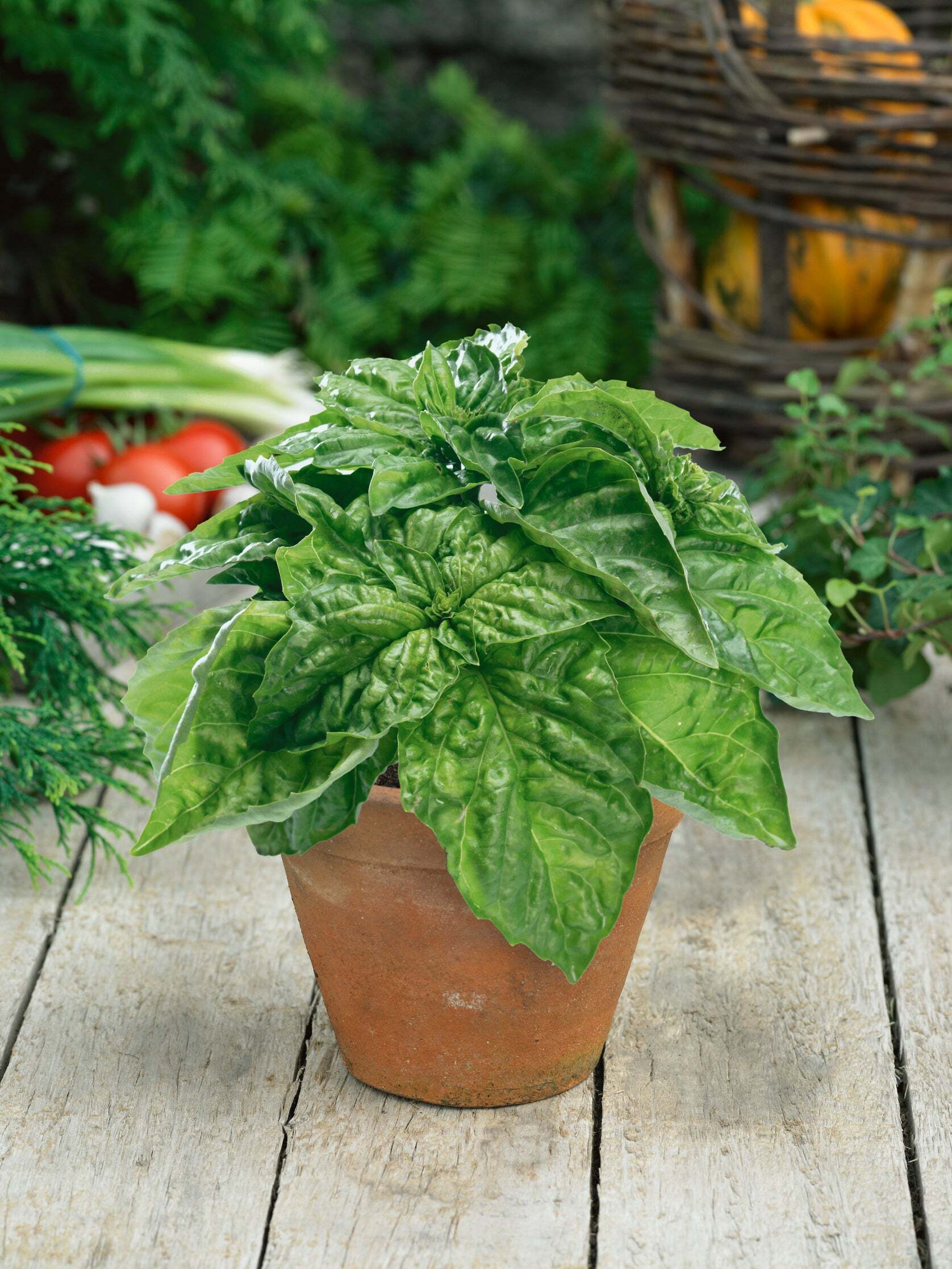 Basil, Lettuce Leaf