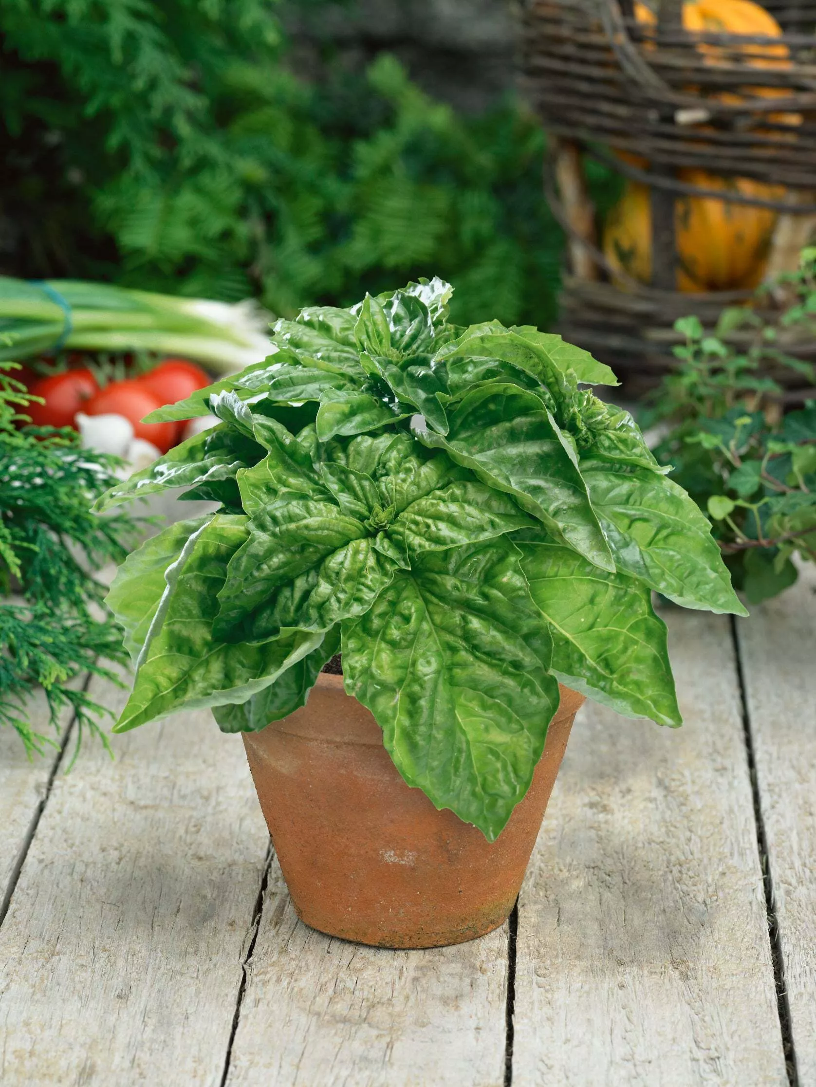 Basil, Lettuce Leaf