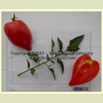 Cancelmo Family Heirloom Tomato