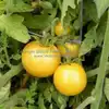 Garden Peach Tomato