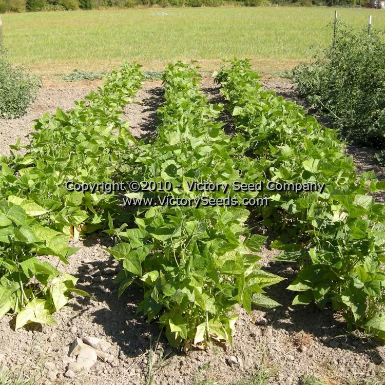 Large Purple Kidney (Norberg / Wanda) Bush Dry Garden Bean