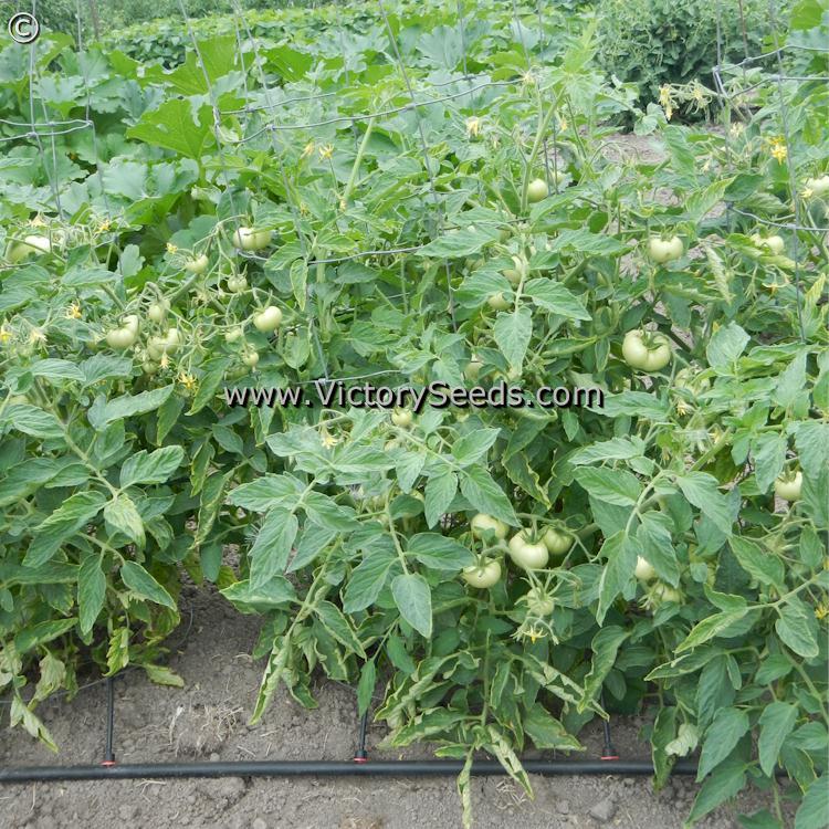 Willamette Tomato