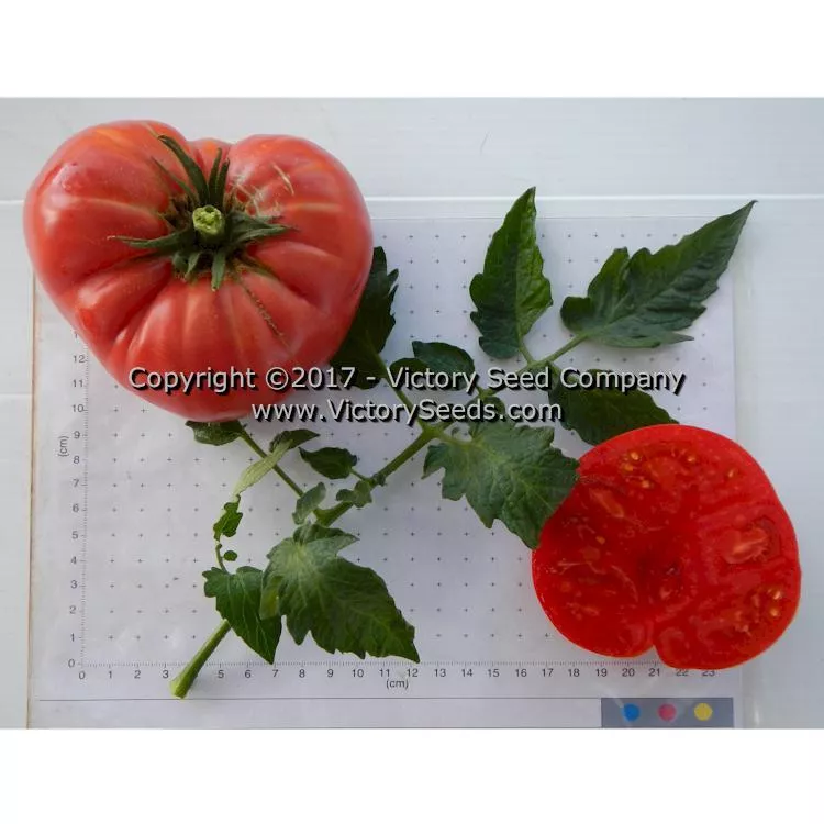 Springston Heirloom Tomato