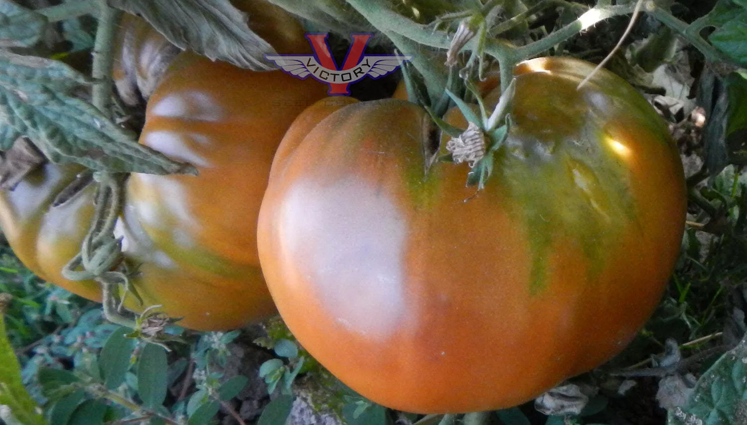 Uluru Ochre Tomato