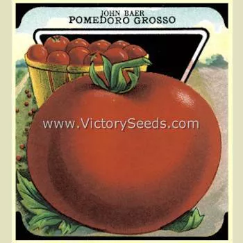 John Baer Tomato