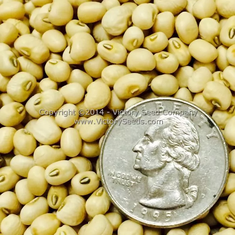 Lady Southern Pea