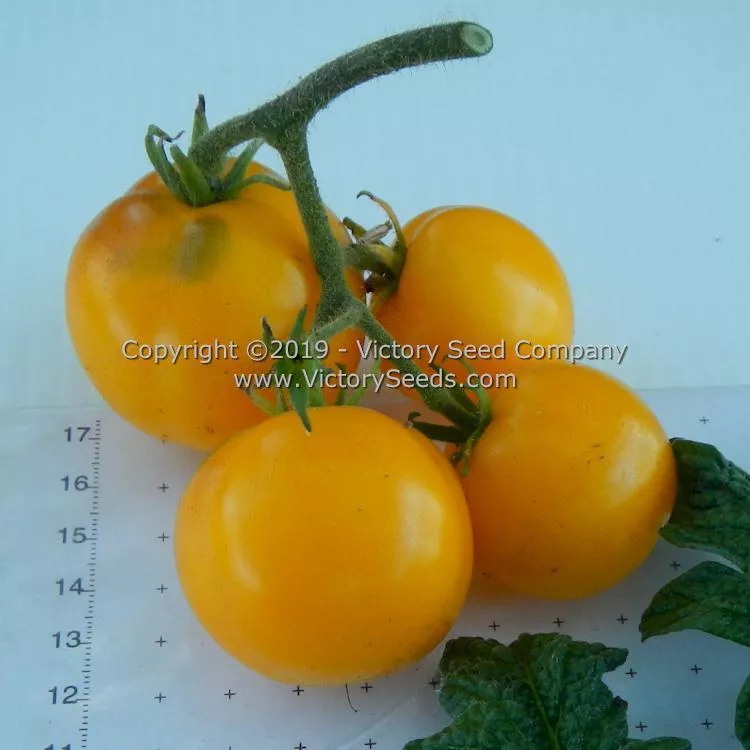 Dwarf Moby's Cherry Tomato