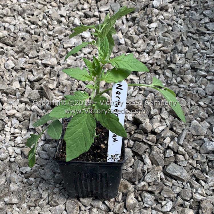 Northern Elan Tomato
