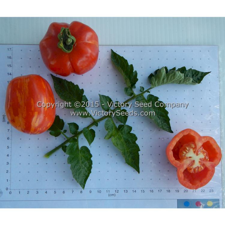 Schimmeig Stoo (Striped Cavern) Tomato