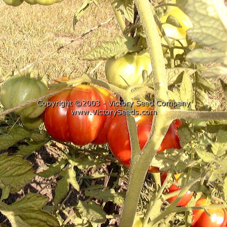 Schimmeig Stoo (Striped Cavern) Tomato