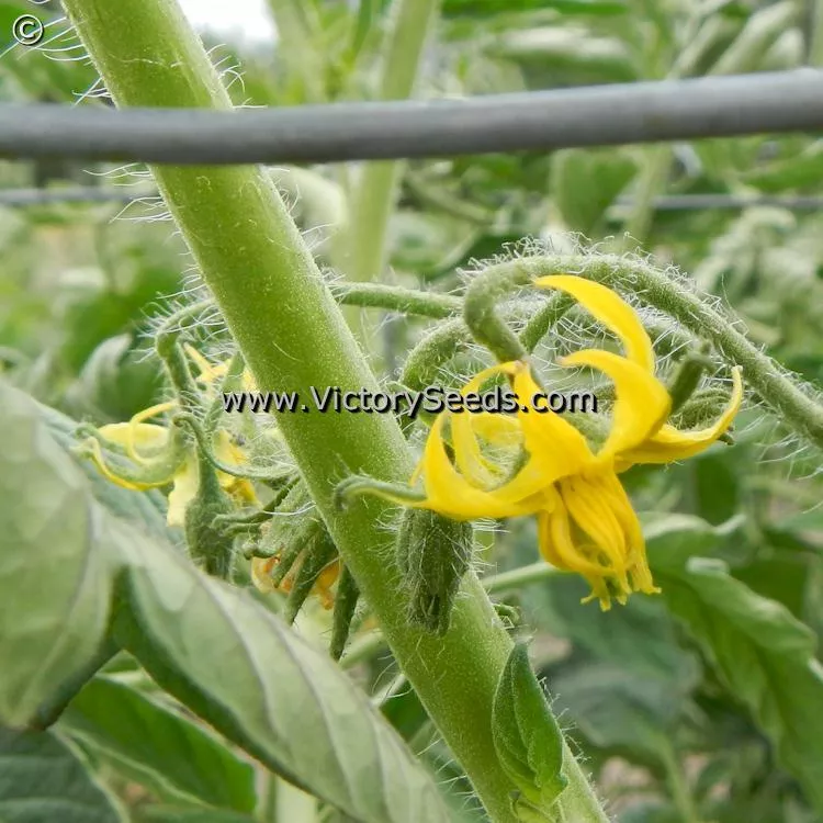 Caspian Pink Tomato