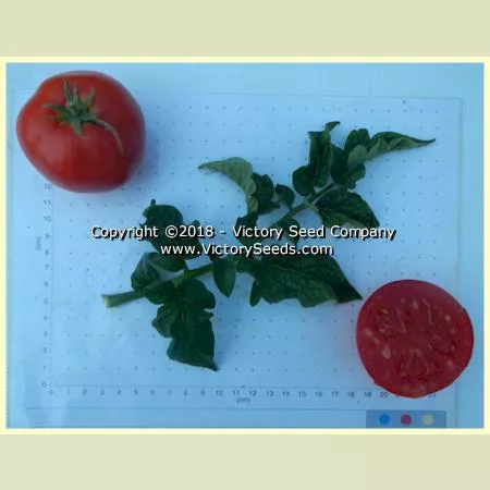 Clare Valley Red Tomato