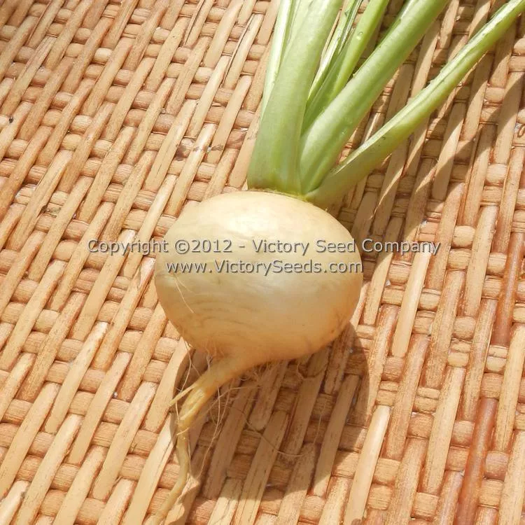 Golden Ball Turnip